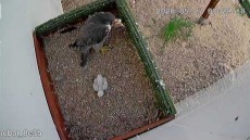 MADRE-POLLO