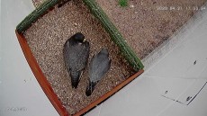 PAREJA.jpg