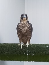 IMG20200609093247.jpg