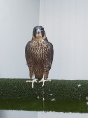 IMG20200609093253.jpg