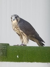 IMG20200614143342.jpg