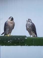 IMG20200609093825.jpg
