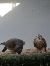 IMG20200613201015.jpg