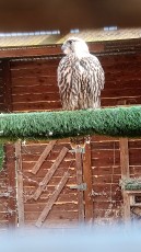 IMG_20200604_181345_6.jpg