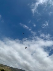 IMG_2065.jpg