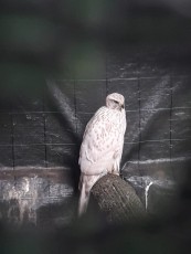 pollos del año pasado