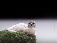 pollo del año pasado