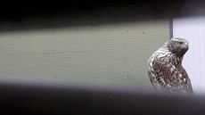 silver del año pasado