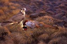 Prima pollo de halcón de las praderas sobre un macho de faisán. Acrílico. © Hans Peeters.