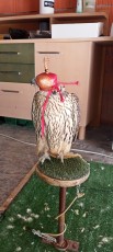IMG-20200725-WA0005.jpg