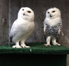 Pareja de Nivales
