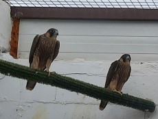 20200811_165335.jpg