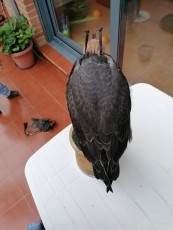 IMG_20200614_213441.jpg