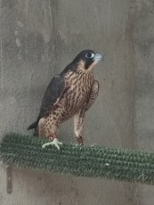 IMG_20200818_124753.jpg