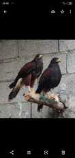 IMG-20200824-WA0015.jpg