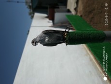 IMG_20200907_121551.jpg