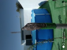 IMG_20200907_121606.jpg