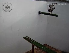 PISANDO..jpg