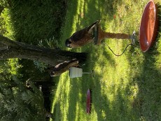 IMG_7929.jpeg