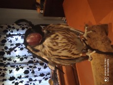 IMG_20200927_175459.jpg