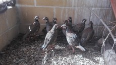 IMG-20201011-WA0002.jpg
