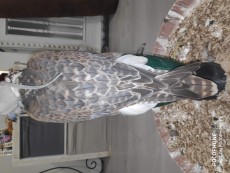 IMG_20201017_211756.jpg