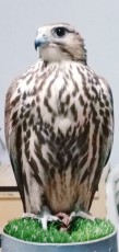 IMG_20201023_143830.jpg