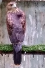 IMG_20201024_181951349~2.jpg
