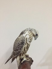 IMG-20201031-WA0012.jpg