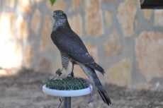 DSC_0090.JPG