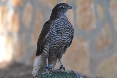 DSC_0089.JPG
