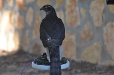 DSC_0087.JPG