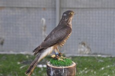 DSC_0105.JPG