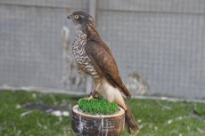 DSC_0102.JPG