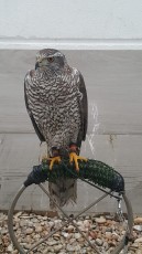 IMG-20201113-WA0026.jpg
