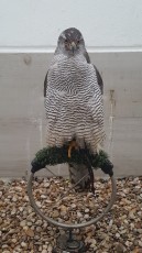 IMG-20201113-WA0025.jpg
