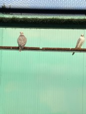 EA115D40-145A-4072-AAD2-801F15DD6207.jpeg