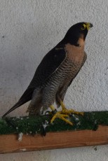 Torzuelo