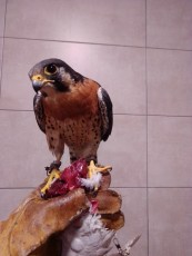 IMG_20201124_203238.jpg