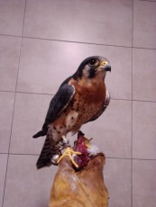 IMG_20201124_203232.jpg