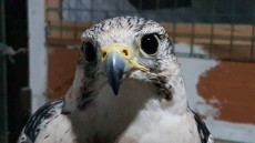 Gerifalte por peregrino