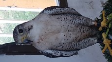 Gerifalte por peregrino
