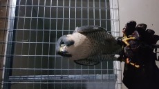 Peregrino