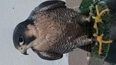 Peregrino