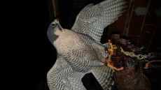 Peregrino
