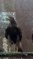 941F8C97-C6C4-409B-9836-65A3326A356C.png