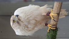 Hembra reproductora
