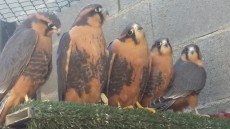 Pollos de halcón aplomado