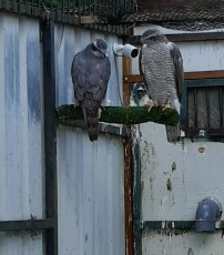pareja