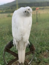 Hembra pollo